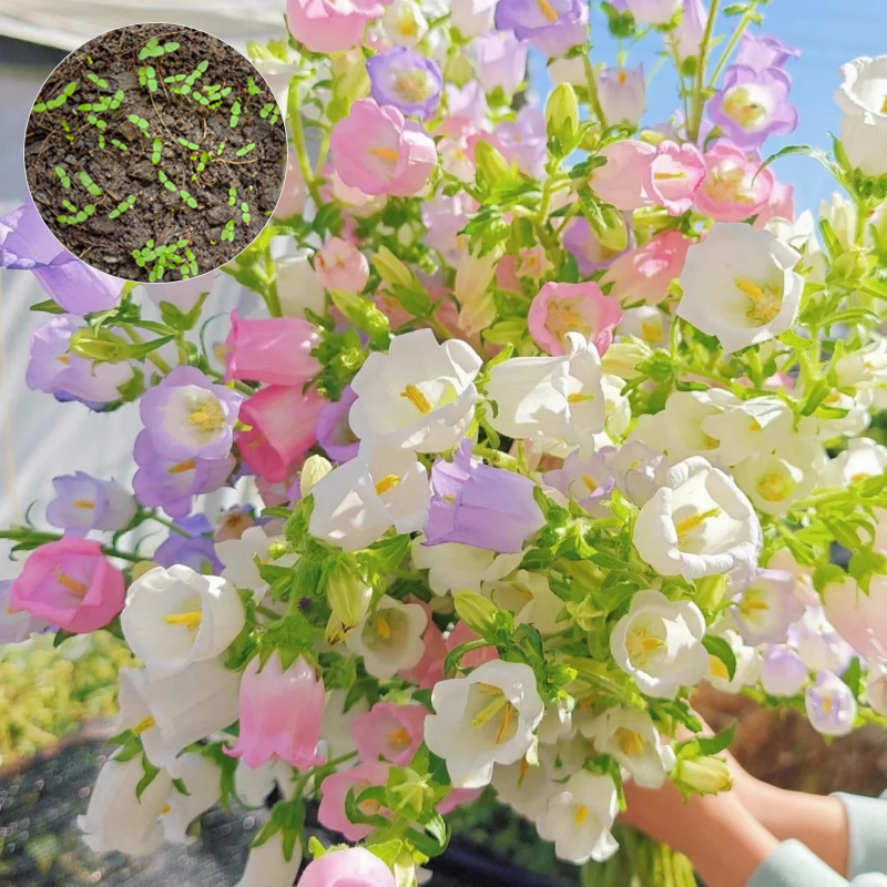🌸Windbell Flower Seeds✨ - Elegant, easy-to-grow🌱