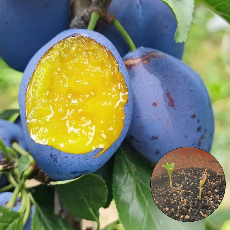 🌱Blue Honey Plum Seeds – Support digestion, healthy aging, and strong bones.❤️