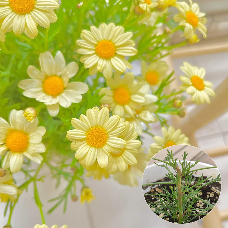 🌼Margarita flower seeds - Effortless elegance and wildlife-friendly