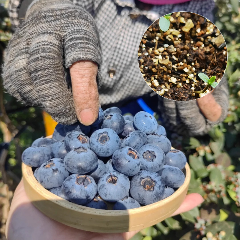 🫐Blueberry Seeds - Easy to grow, delicious and nutritious, cold resistant🌱