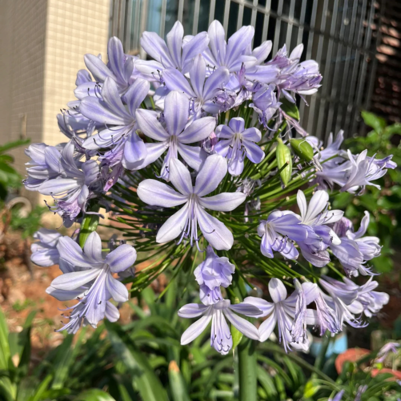 💗The flower of love🌱Agapanthus Africanus Seeds
