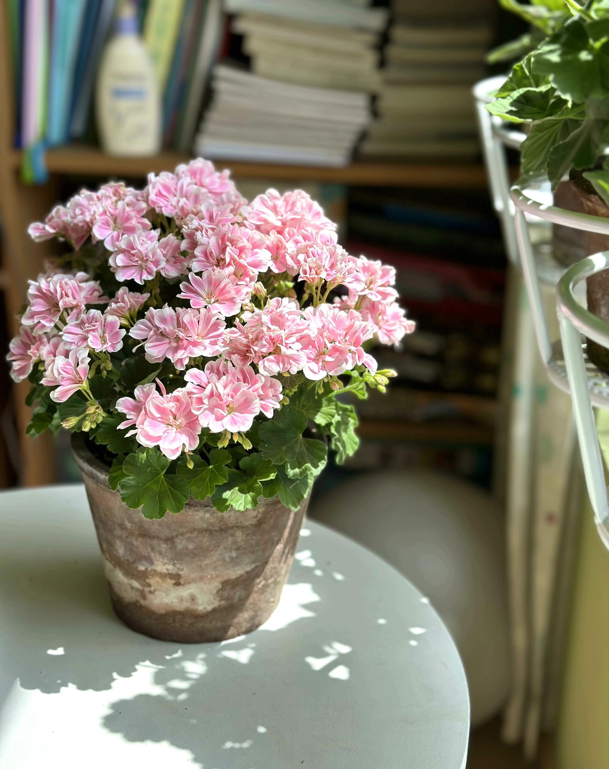 🌱🌷Geranium series 