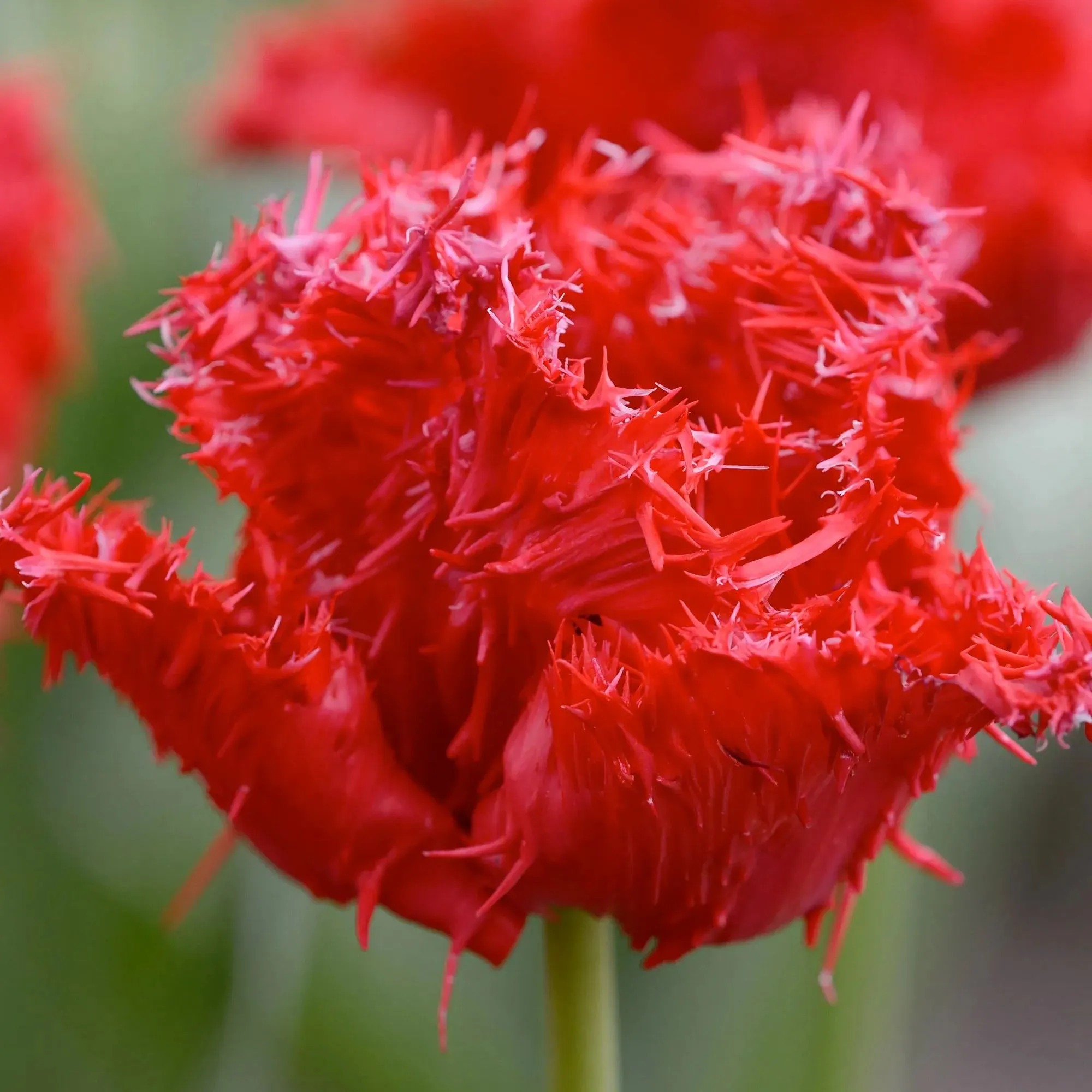 🌷New Tulip Series-Parrot Tulip