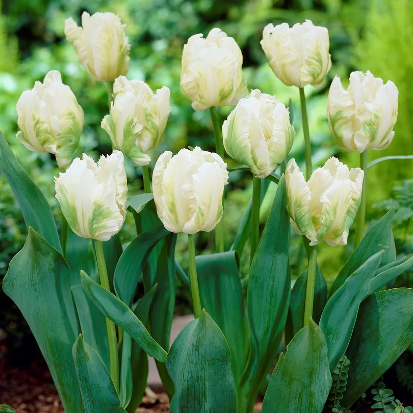 🌷New Tulip Series-Parrot Tulip