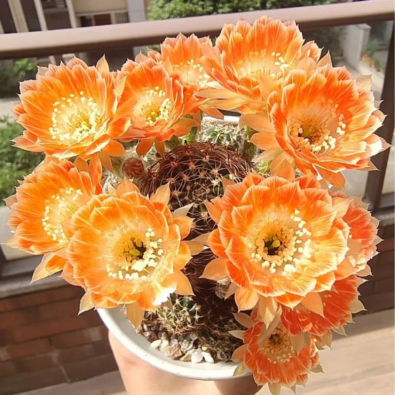 🌵Magic Plant-🌸Flowering Cactus Seeds