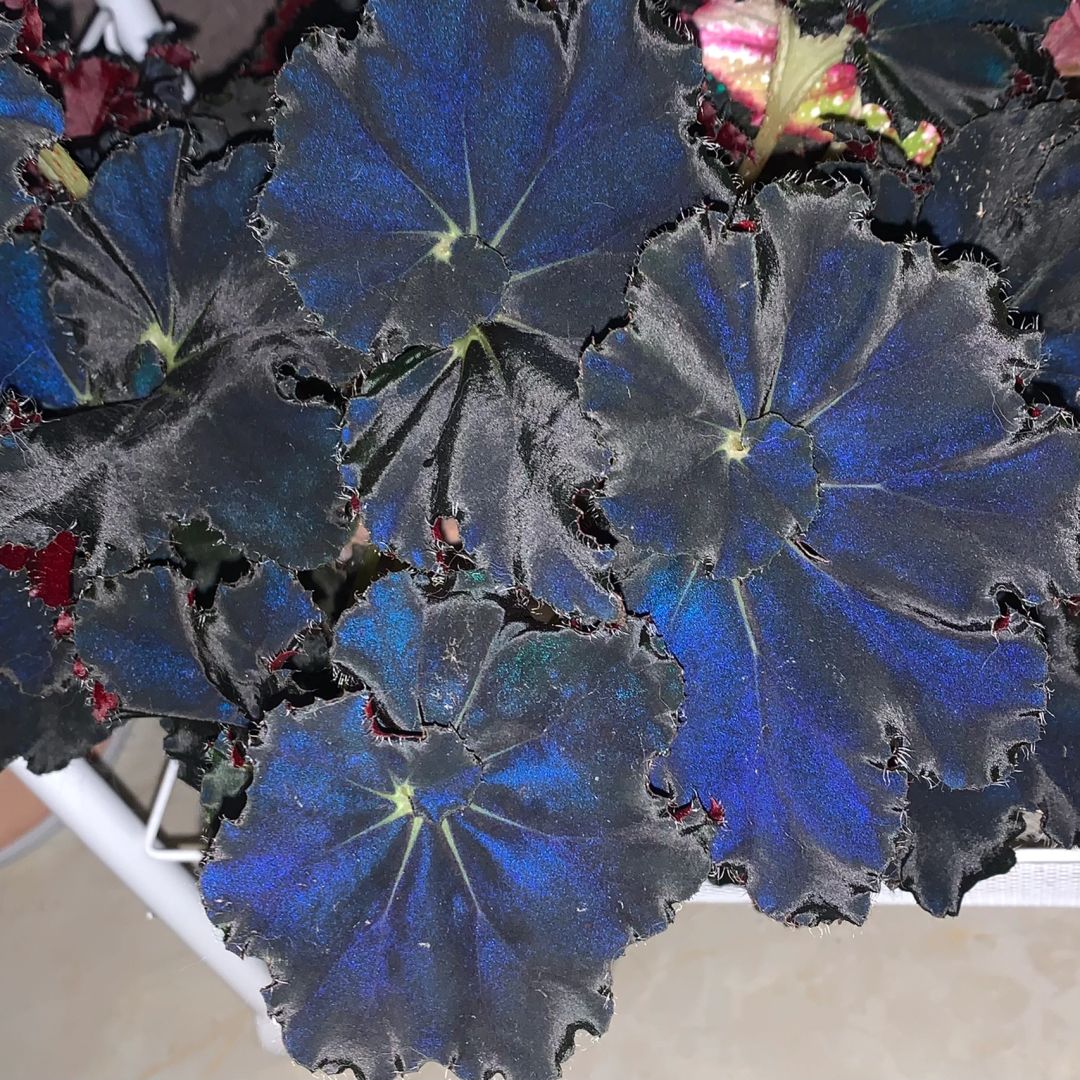 🥰🌱Chrysanthemum☘️Hot Sale!