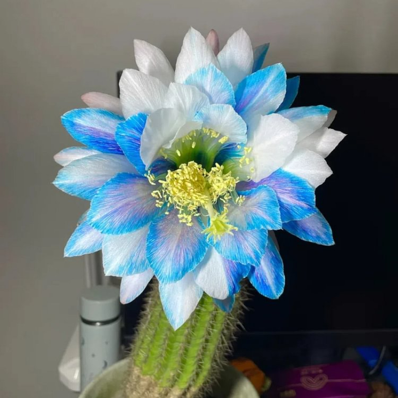 🌵Magic Plant-🌸Flowering Cactus Seeds