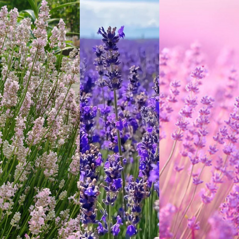 🪻Lavender Seeds🌱 - sleep aid and stress relief, handicraft health preservation