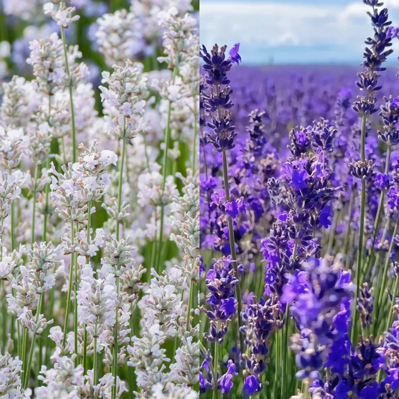 🪻Lavender Seeds🌱 - sleep aid and stress relief, handicraft health preservation