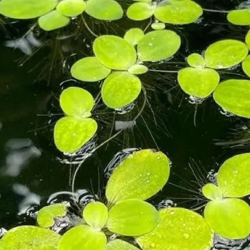 🍀 Round Leaf Duckweed Seeds – Grows Fast 🌱 | Cleans Water 💧 | Easy Natural Cover for Peaceful Ponds & Happy Fish  🐟🪷