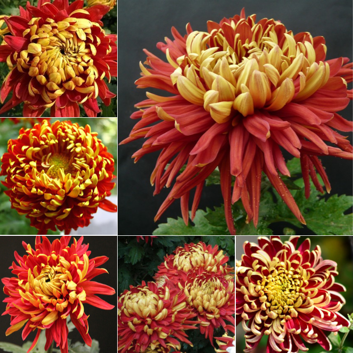 Golden-Backed Scarlet Chrysanthemum