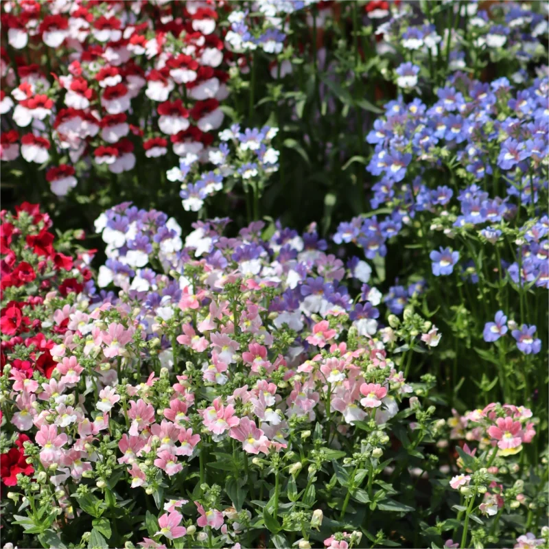 🌸Dragon Face Flower🐉💥Limited Time Offer-50% OFF🎉