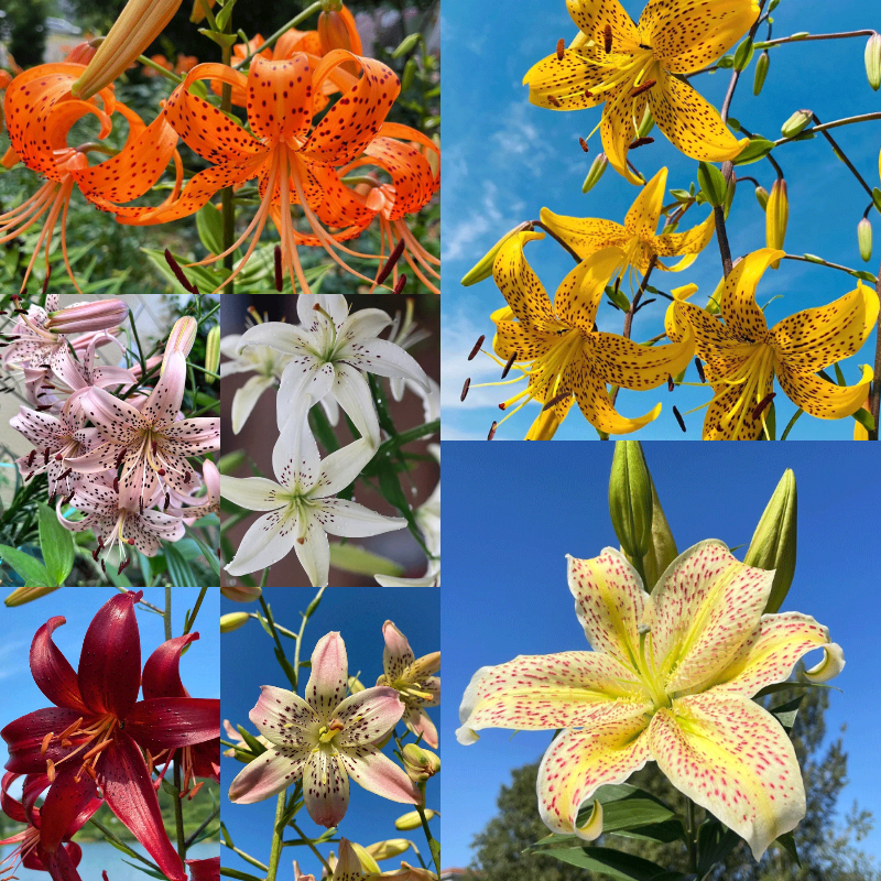 🐯Tiger Lily⚜️