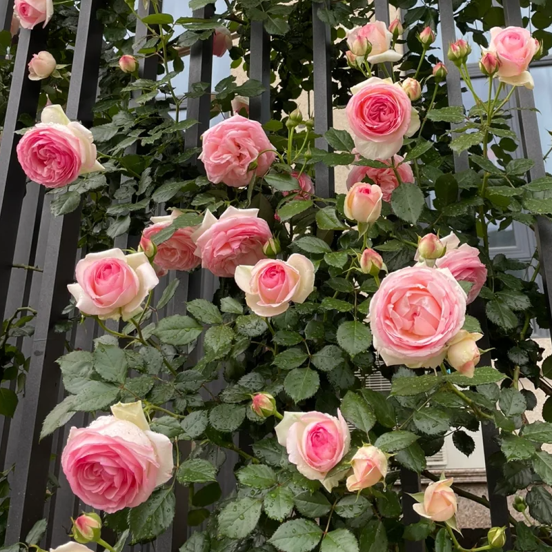 💥Garden Jewel: 💐Multicolor Climbing Rose🌹✨40% OFF