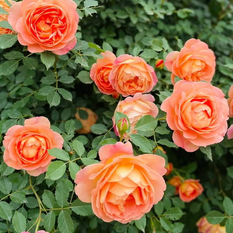 💥Garden Jewel: 💐Multicolor Climbing Rose🌹✨40% OFF