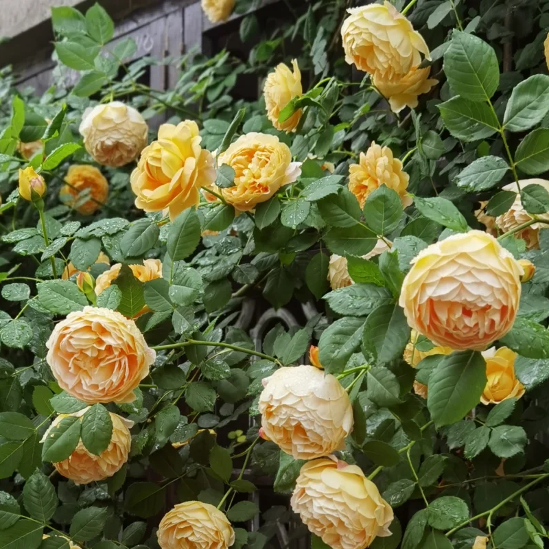 💥Garden Jewel: 💐Multicolor Climbing Rose🌹✨40% OFF