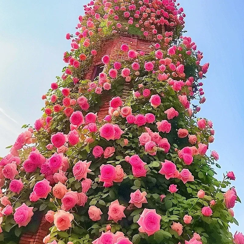 💥Garden Jewel: 💐Multicolor Climbing Rose🌹✨40% OFF