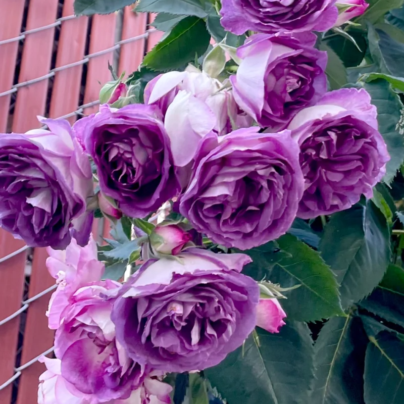 💥Garden Jewel: 💐Multicolor Climbing Rose🌹✨40% OFF