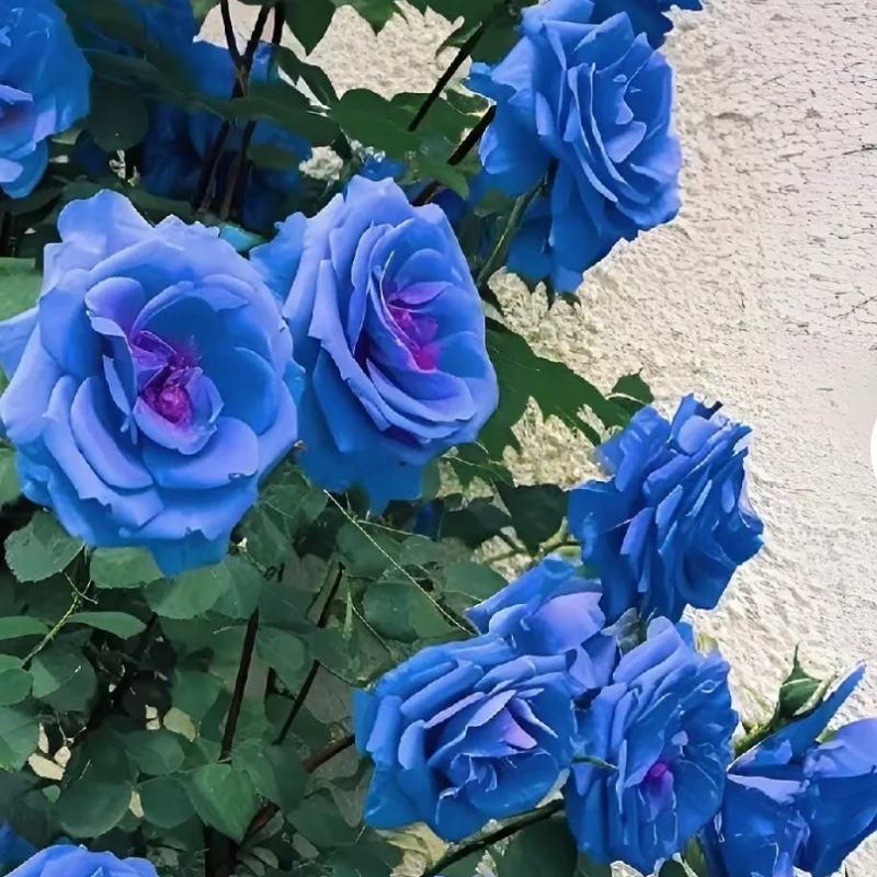 💥Garden Jewel: 💐Multicolor Climbing Rose🌹✨40% OFF