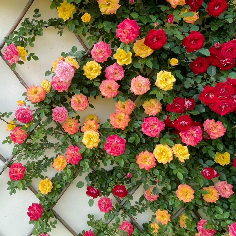 💥Garden Jewel: 💐Multicolor Climbing Rose🌹✨40% OFF