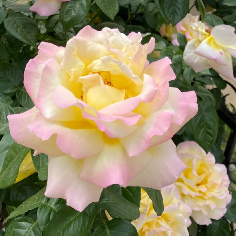 💥Garden Jewel: 💐Multicolor Climbing Rose🌹✨40% OFF