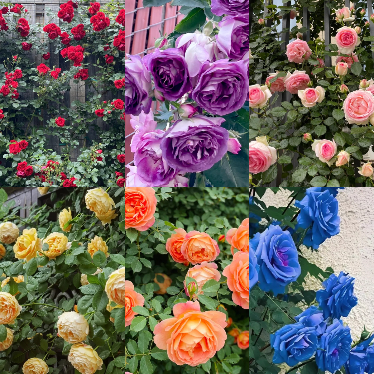 💥Garden Jewel: 💐Multicolor Climbing Rose🌹✨40% OFF