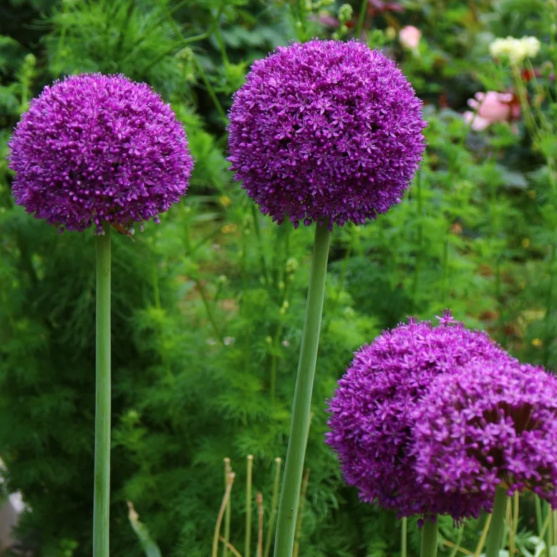 🏡Garden Giants🌸Allium giganteum Seeds🌱Easy to maintain