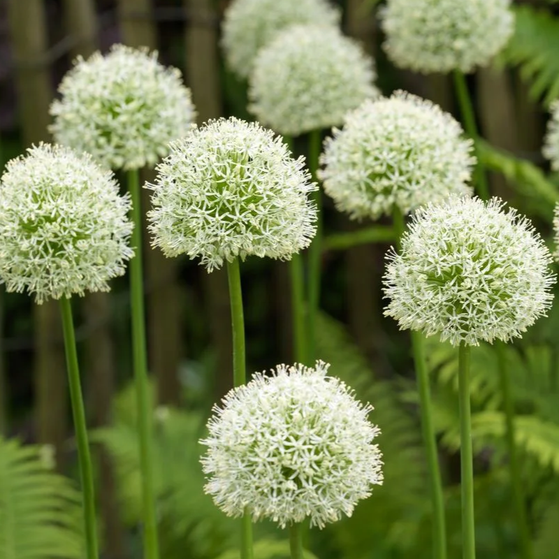🏡Garden Giants🌸Allium giganteum Seeds🌱Easy to maintain