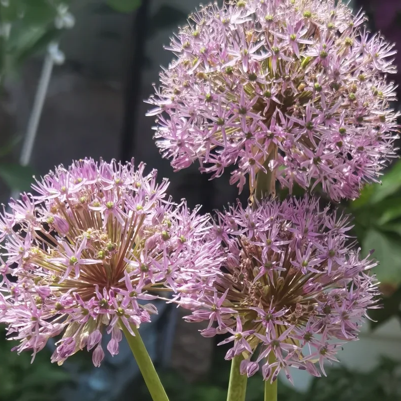 🏡Garden Giants🌸Allium giganteum Seeds🌱Easy to maintain