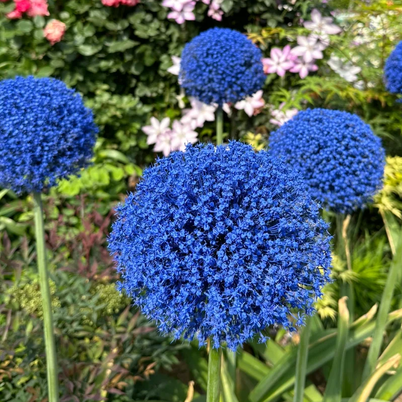 🏡Garden Giants🌸Allium giganteum Seeds🌱Easy to maintain