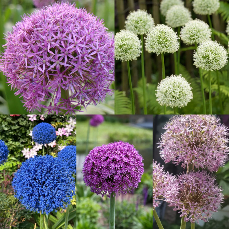 🏡Garden Giants🌸Allium giganteum Seeds🌱Easy to maintain