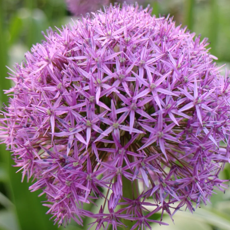 🏡Garden Giants🌸Allium giganteum Seeds🌱Easy to maintain