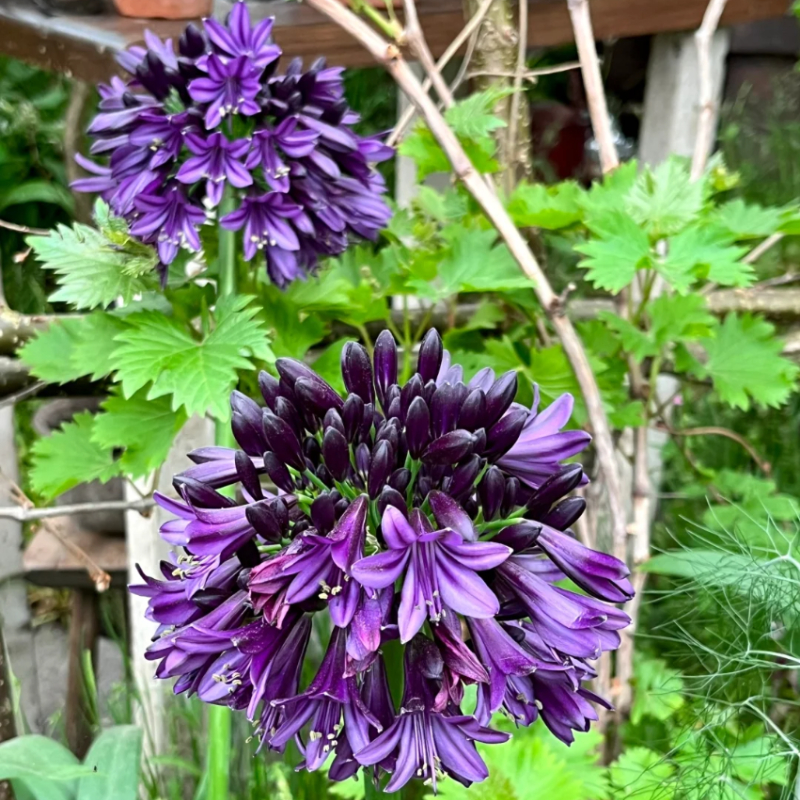 💗The flower of love🌱Agapanthus Africanus Seeds