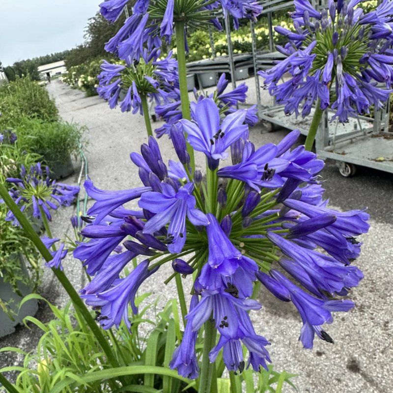 💗The flower of love🌱Agapanthus Africanus Seeds