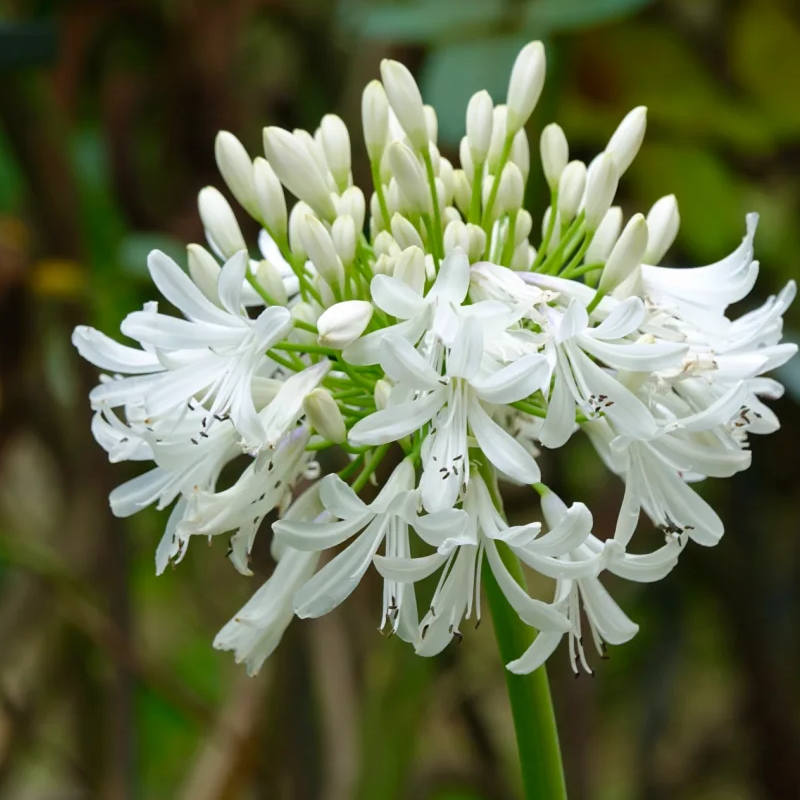 💗The flower of love🌱Agapanthus Africanus Seeds