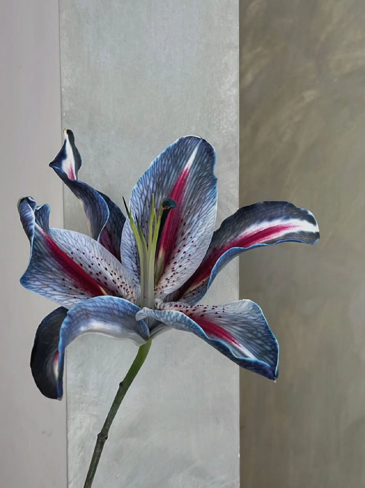 Gray-Blue Lily