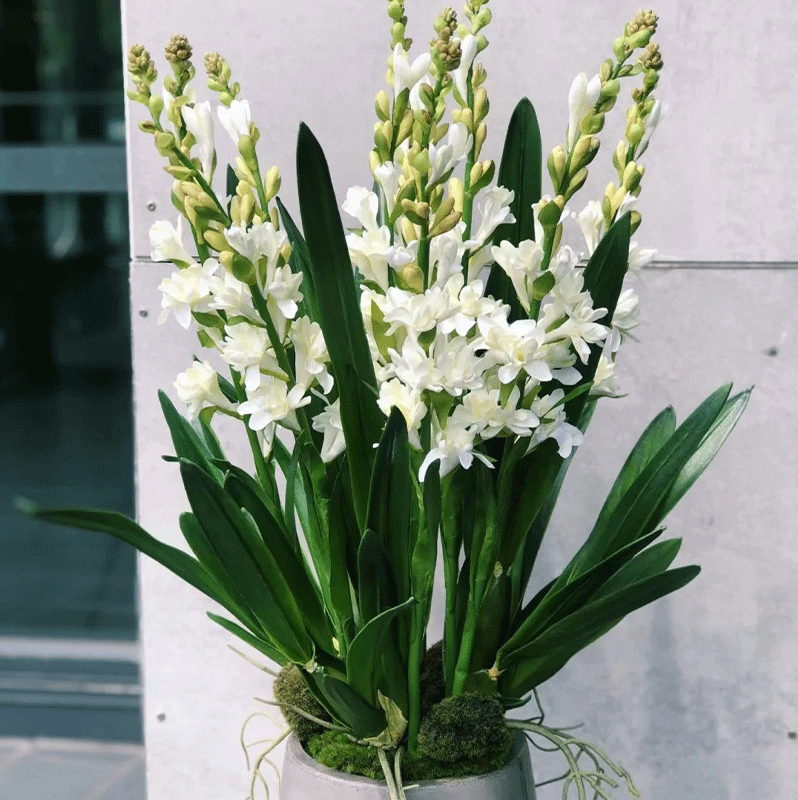 Tuberose