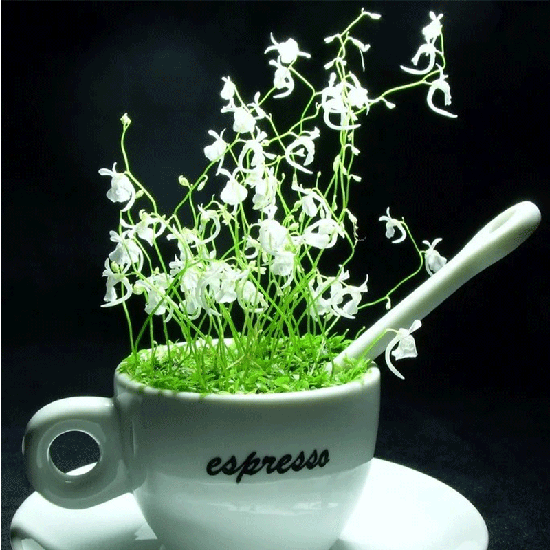 Sanderson’s bladderwort