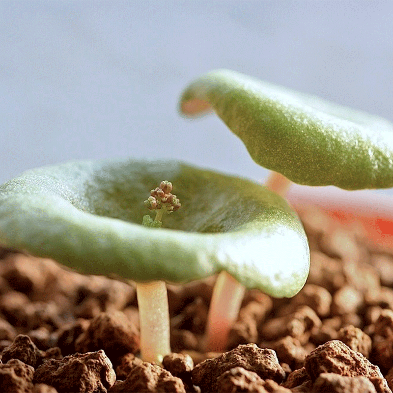 🌵Rare Crassula Umbella🍷 Wine Cup🌟50% OFF