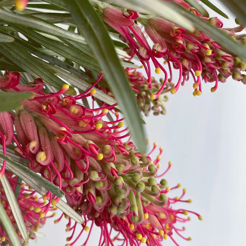 Banks' Grevillea