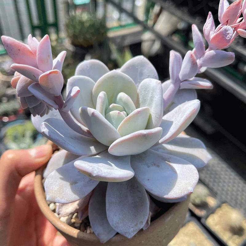 ✨Rare Succulent🪴Echeveria laui🌸50% OFF