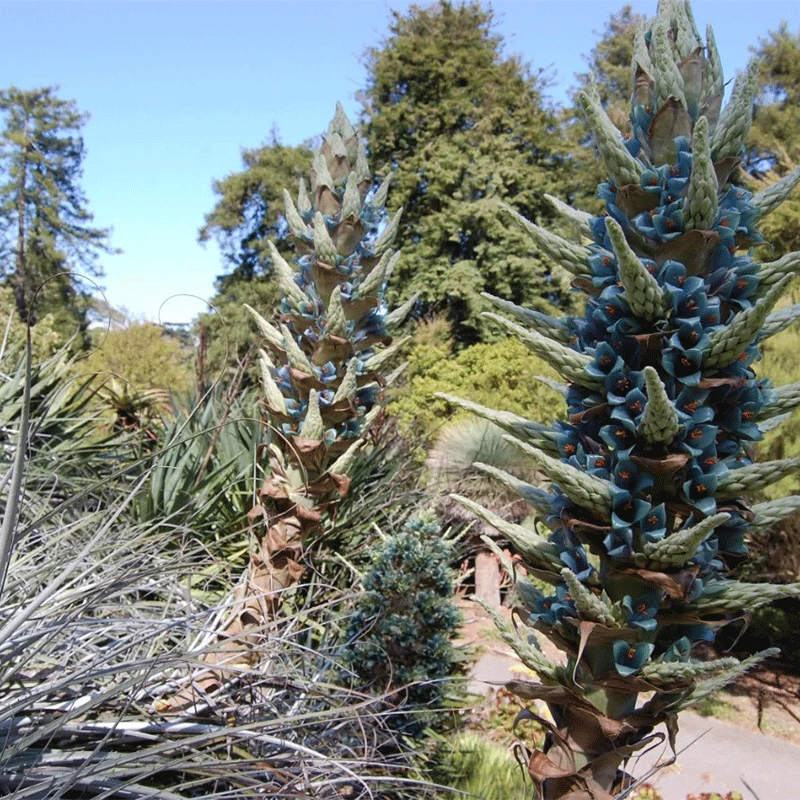 Puya alpestris
