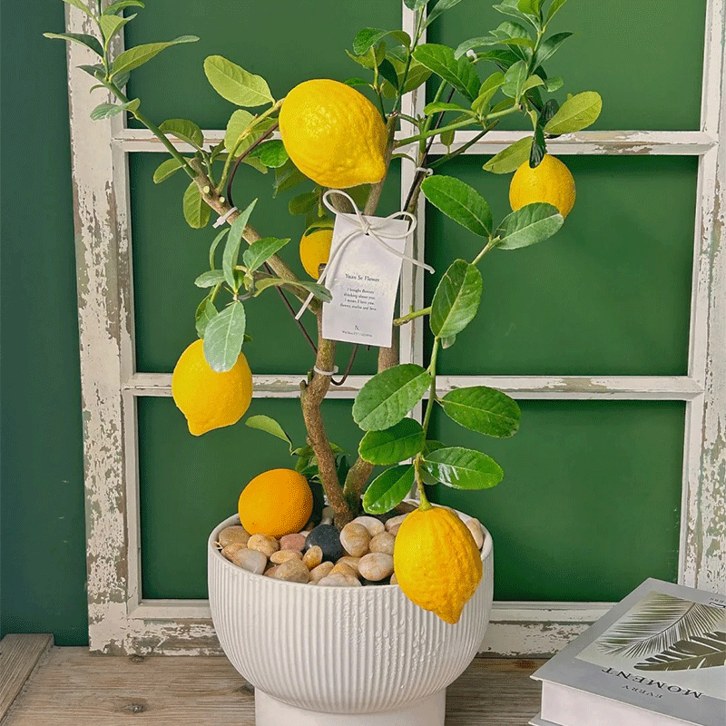Lemon Bonsai Tree