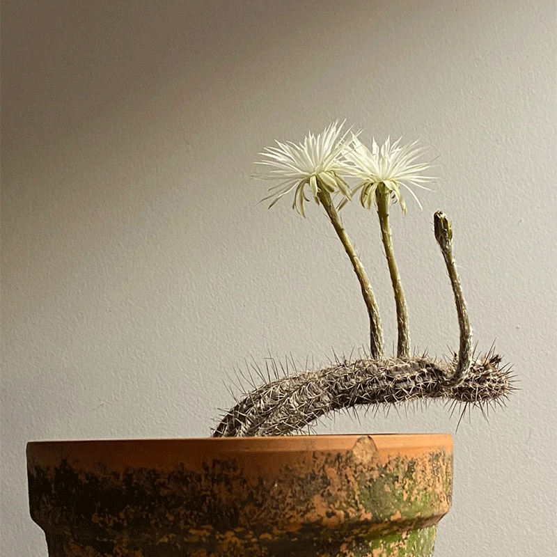 🌸Night blooming🌵Echinopsis mirabilis💗30% OFF