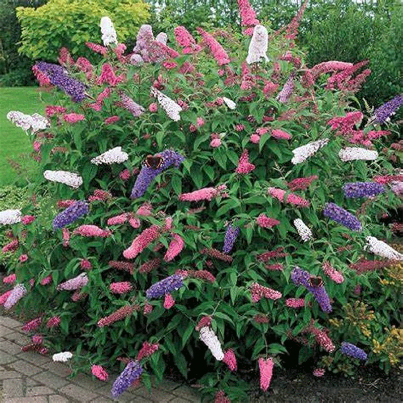 Butterfly Bush