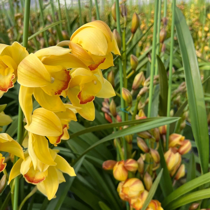 Cymbidium