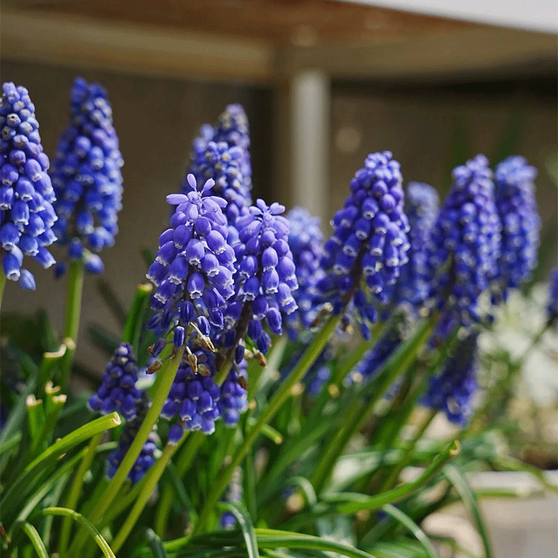 Grape-hyacinth