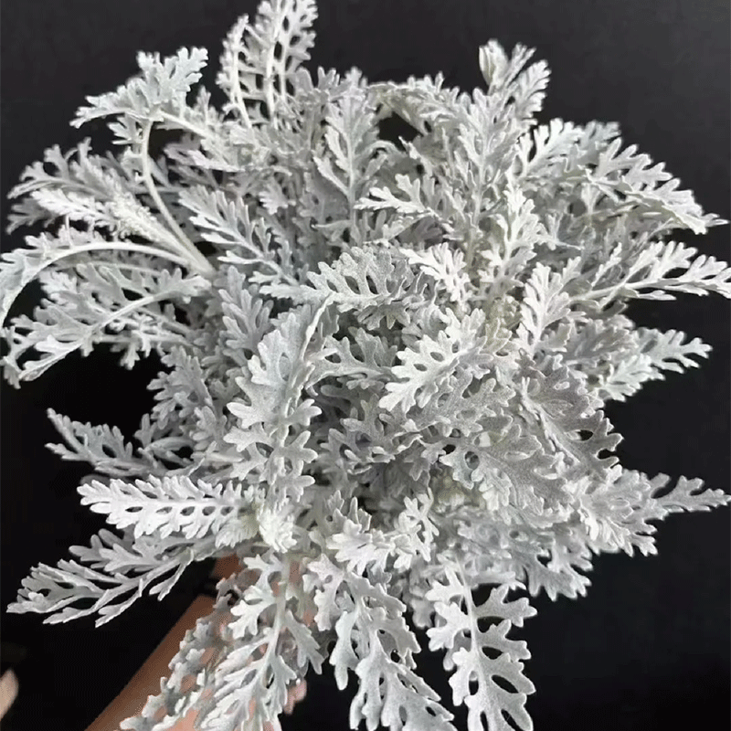Dusty-miller