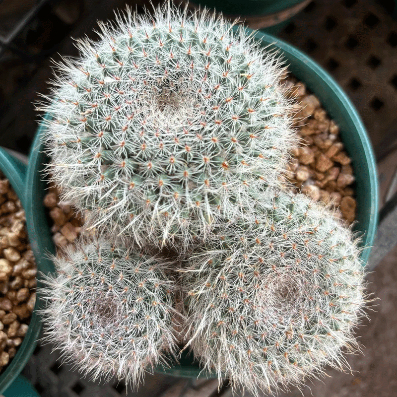 🪄Charming Cactus🌵Old-lady Pincushion🪴30% OFF🌱