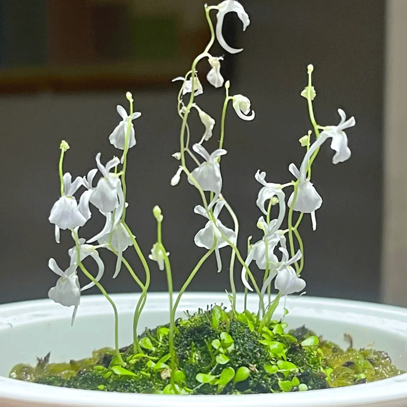 Sanderson’s bladderwort